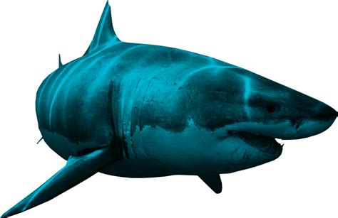 Shark Image